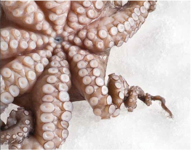 Flakismaskin 600 kg/24 h<br>Granulær isflak