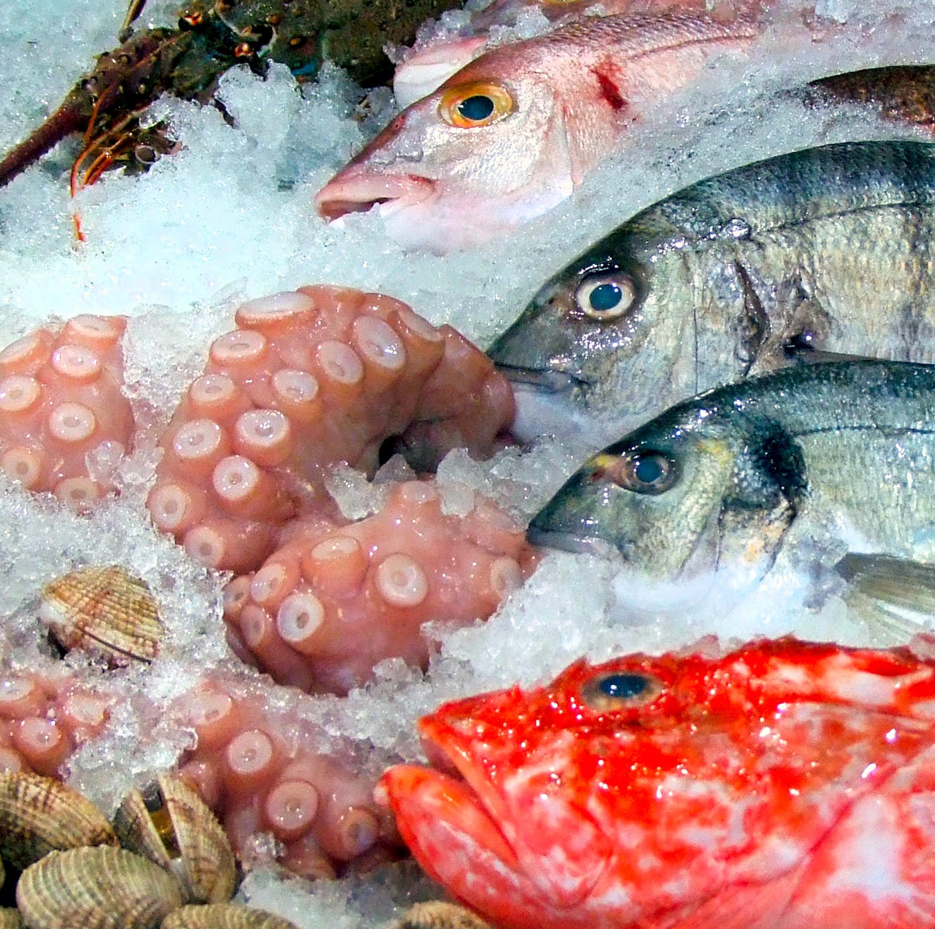 Flakismaskin 1500 kg/24 h<br>Flat isflak